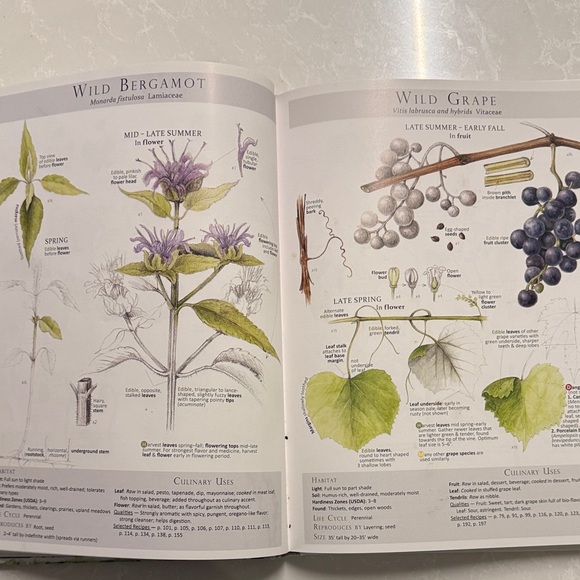Foraging & Feasting Cookbook - Picture 5 of 5